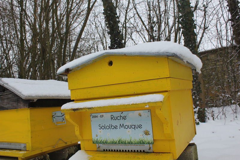 La ruche Sololbe Mouque